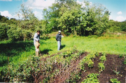 The Organic Garden